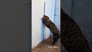 Baloh Sokmo Laki Bini Duo Nih