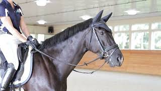 For Sale - Promise ISF, Star by Glamourdale, Under Saddle - May 2024