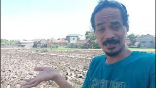MAT ORDUL BERKUNJUNG KE SAWAH