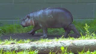 Huckleberry on Exhibit