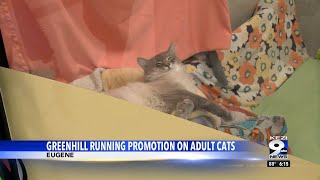 Greenhill lets people pick their own price for adopting adult cats in preparation for influx of