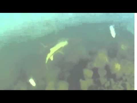 Lake Trout Spawning Video camera iphone 8 plus apk