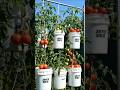 JSYF DEZ | We Grew Tomatoes in Hanging Buckets 😳🍅 (Part 11 Final Result!)