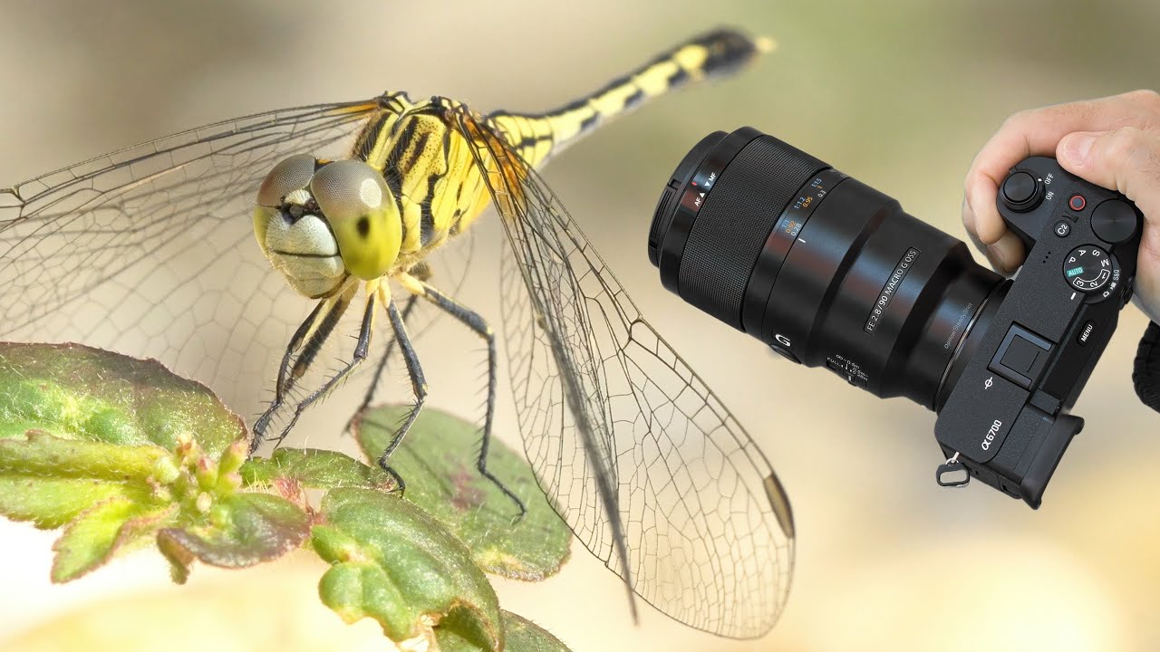 ソニー FE 90mm F2.8 Macro Amazon.com : Sony SEL90M28G FE 90mm f/2.8-22 Macro G OSS