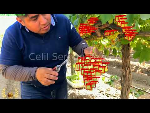 Real-time Grape Detection & Counting