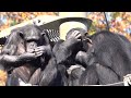 Tama zoo chimps 2023/12/04 #2