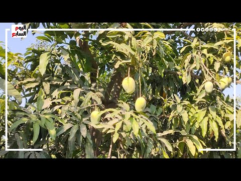 إزاى تعرف المانجا الإسمعلاوي من أي نوع تاني
