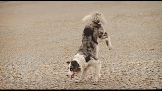 Making the Proper Selection is Essential to Training Success by Dog training Tips and Tricks 4 views 9 years ago 4 minutes, 35 seconds