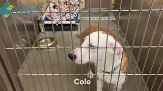 Pets of the Week - Buddy & Cole screenshot 3