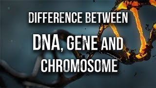 (हिंदी में)Difference between DNA, GENE &amp; CHROMOSOMES | Gyan In Nutshell