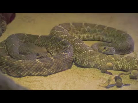 Video: Hoe werkt ratelslangengif?