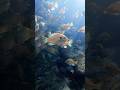 The Life Aqautic #dive #scubadive #dji #underwater