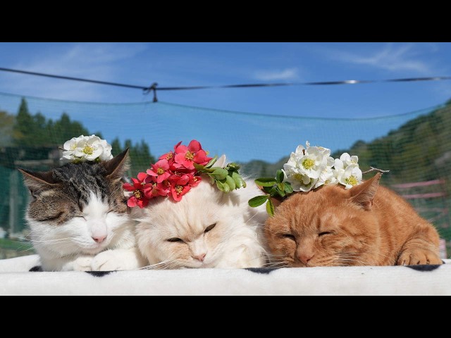 紅白木瓜 のせ猫 260515 - YouTube