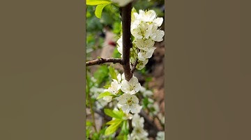 Thumbnail of Chinese Plum flowers| relaxing music #shorts #ytshorts #aesthetic @hrprit.kor