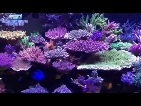 Video Bể cá biển - bể cá cảnh biển đẹp - youtube