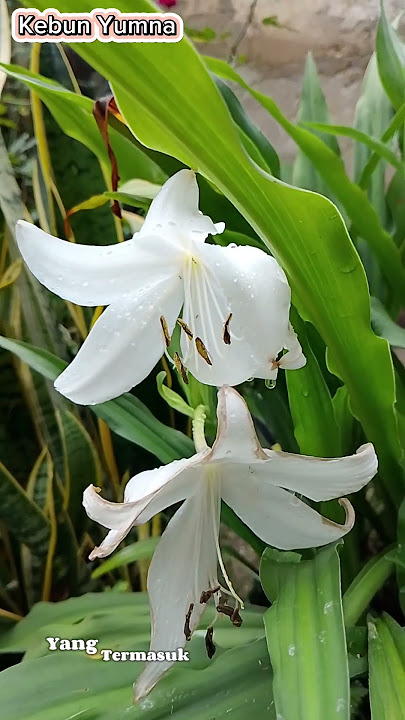 Bunga bakung putih, lili, selendap, atau tuasa #white lily #lilyflower