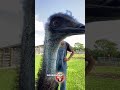 Hey It S Emmanuel Pt1 RxCKSTxR Comedy Voiceovers Hey It S Emmanuel Pt1 RxCKSTxR Comedy Voiceovers