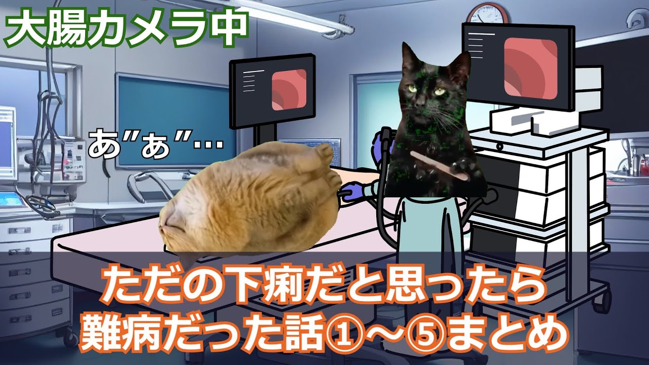 【総集編】ただの下痢だと思ったら難病だった話まとめ①【潰瘍性大腸炎シリーズ】 #猫ミーム #猫マニ