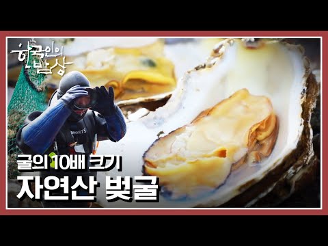 [한국인의밥상] 28년 경력 벚굴잡이의 자연산 벚굴 밥상 | “또다시 흐른다 - 섬진강의 봄날” (KBS 210415 방송)