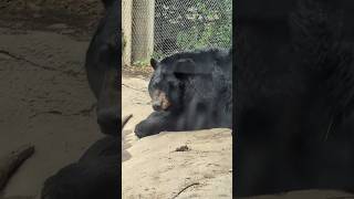 Stone Zoo With The Family