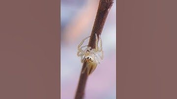 #macro #nature #macrophotography #naturephotography #photography #flowers #insects #insect