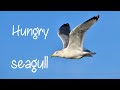 Hungry Seagulls 😪