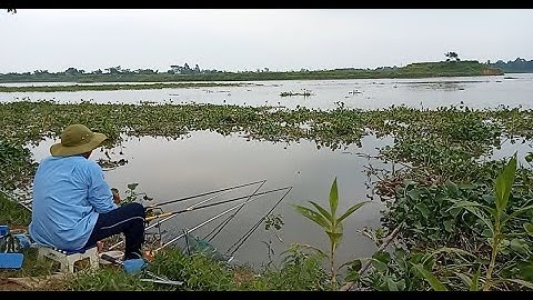 Một Ngày Cá Trôi Đi Ăn - Có Bèo Là Có Cá | Câu Cá Tự Nhiên