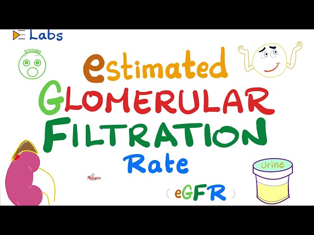 eGFR (Estimated Glomerular Filtration Rate) - Kidney Function Tests - Inulin & Creatinine - Lab class=