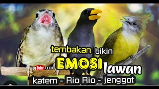 TEMBAKAN BIKIN EMOSI LAWAN katem vs rio rio vs jenggot