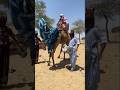 زفاف بدوي مميز تقاليد جميلة تنبض بالحياة 