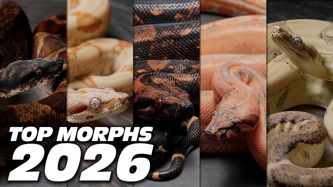 Эти морфы удавов станут невероятно популярными в 2026 году — мои самые желанные варианты.