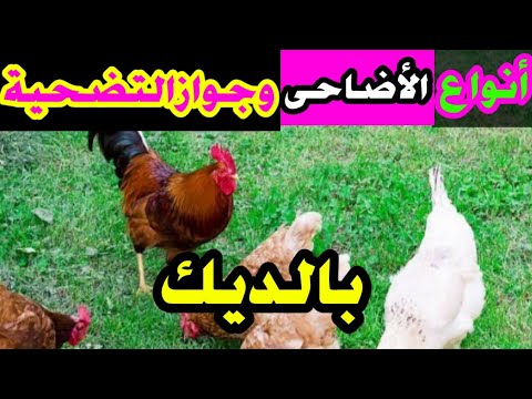 حكم التضحية بالديك والدجاج