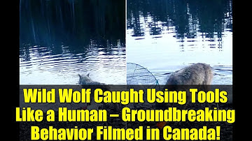 Wild Wolf Caught Using Tools Like a Human — Groundbreaking Behavior Filmed in Canada!