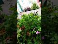 #teachingmethods #govtschool #nursery #nature