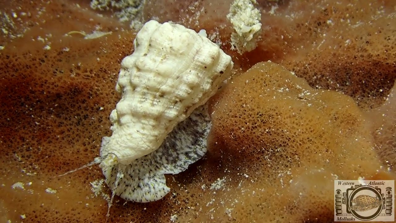 Atlantic morum - Morum oniscus (Linnaeus, 1767) Juvenile