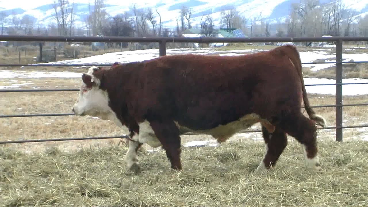 Lot 24 Ipsen Cattle Sale 2015 YouTube