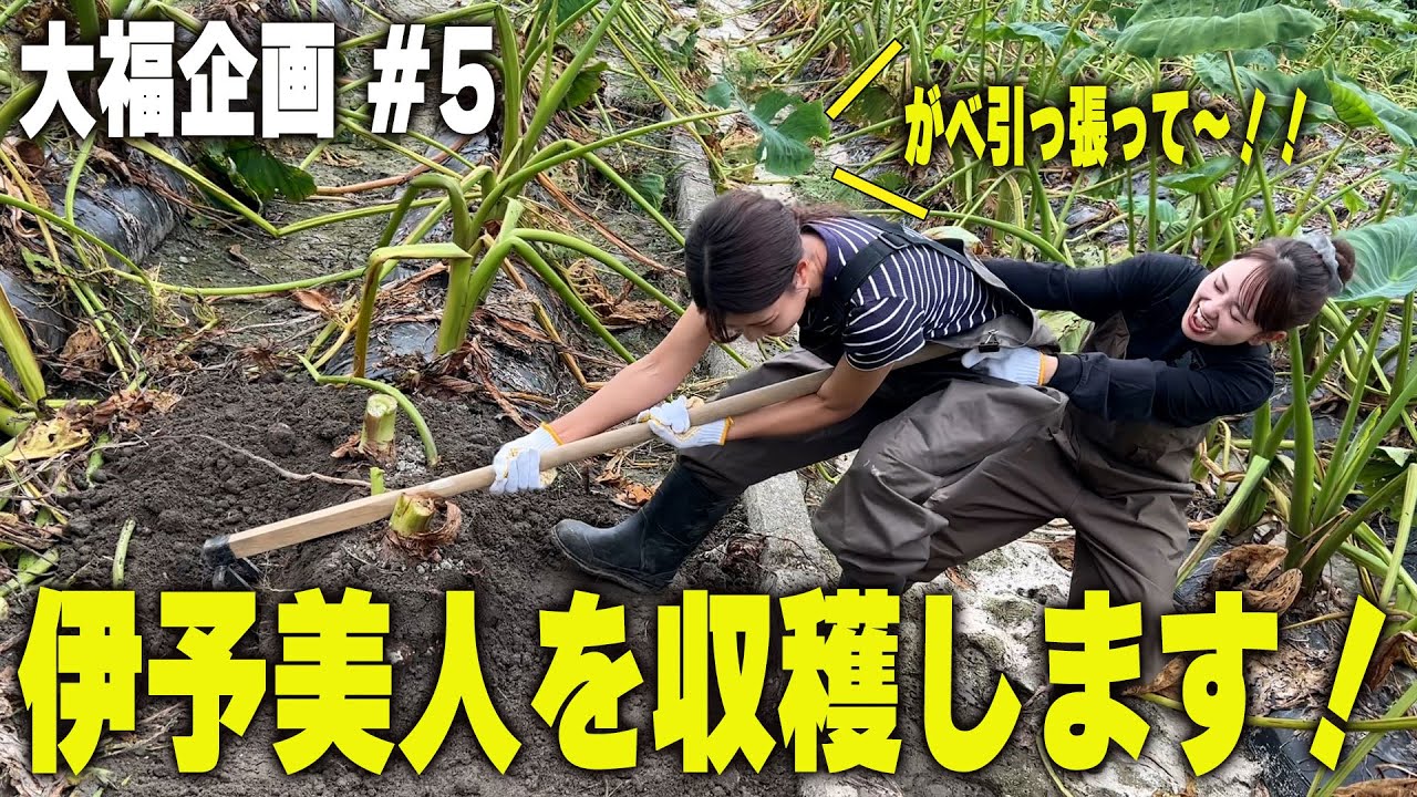 #５「伊予美人を収穫しますっ！」～愛媛めしで商品開発プロジェクトが始動～