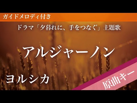 アルジャーノン / ヨルシカ【ピアノカラオケ・ガイドメロディ付】ドラマ「夕暮れに、手をつなぐ」主題歌