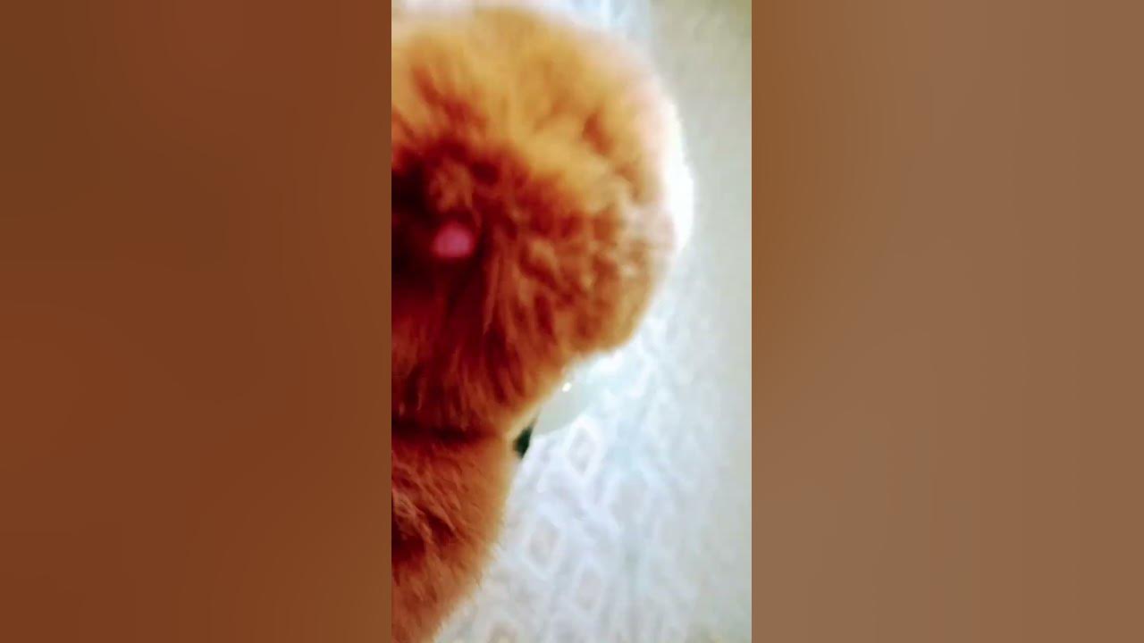 мягкий зайчик💗 - YouTube