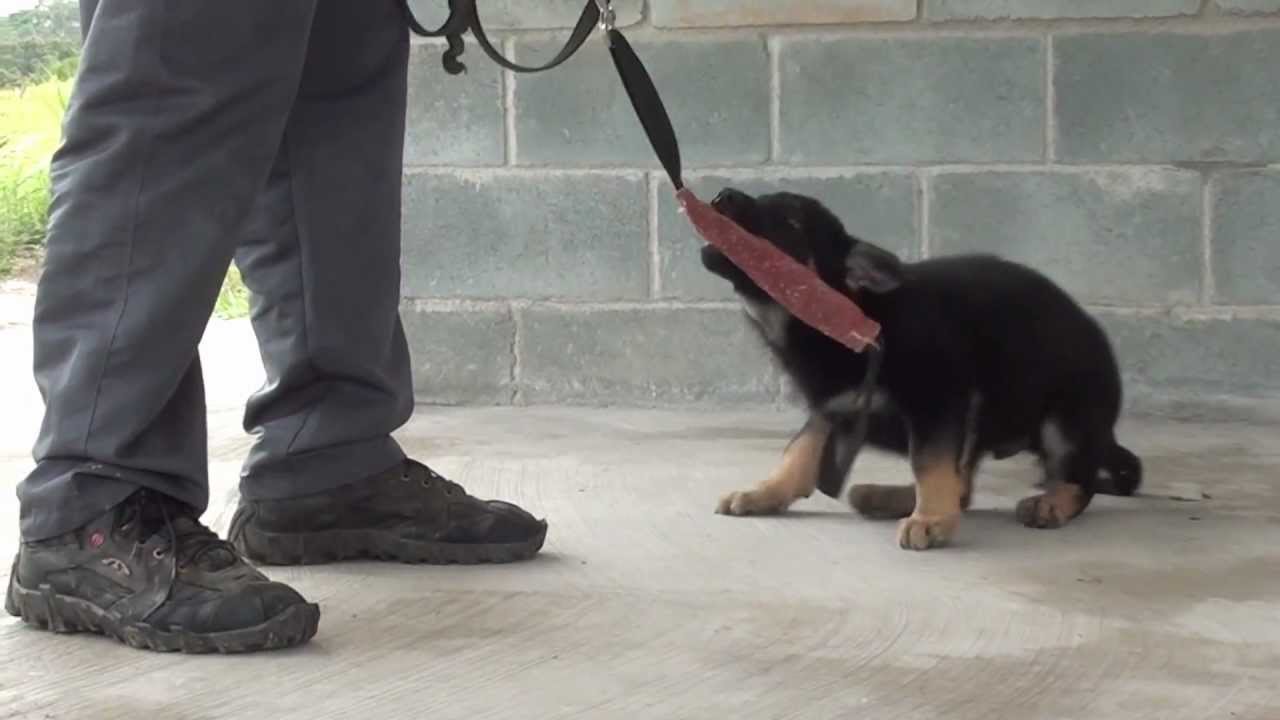 Jack do Caio work dog's schutzhund commands