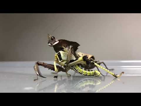 Praying Mantis eating a whole Locust (except its reversed)