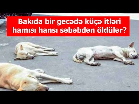 Video: İtlər Niyə Sümükləri Basdırır?