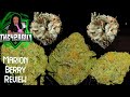 Marionberry kush  bold cultivation  arkansas medical marijuana reviewthe420guy