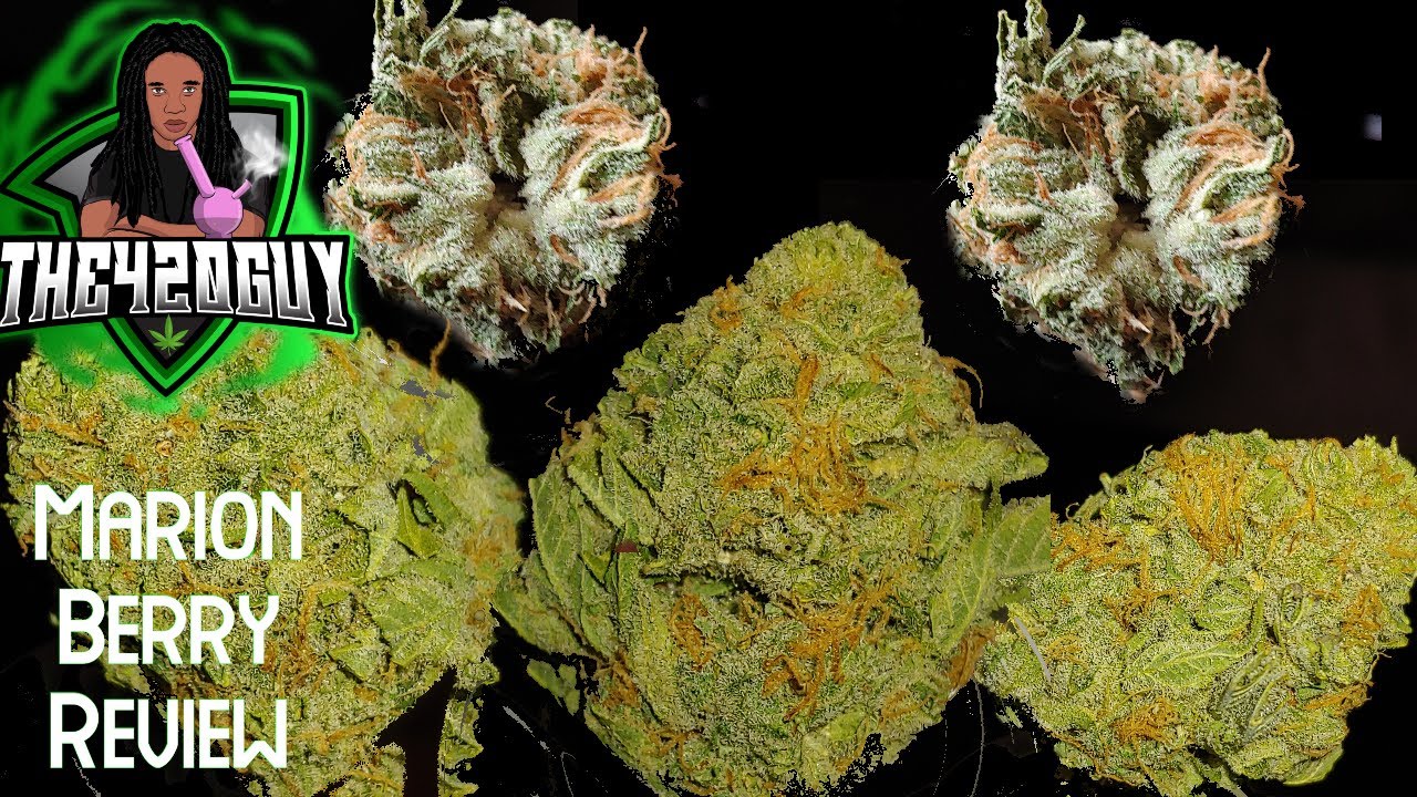 Marionberry Kush - Bold Cultivation - Arkansas Medical Marijuana Review(the420guy)