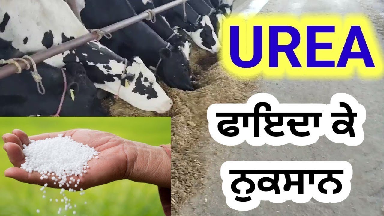 Urea animal feed mein kitni dalni chahiye
