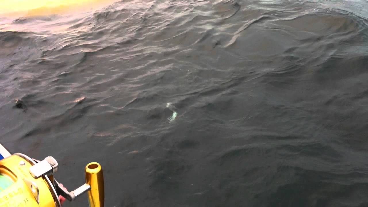 Ernie's Charter Fishing Feeding Giant Bluefin Tuna, North Lake, PEI