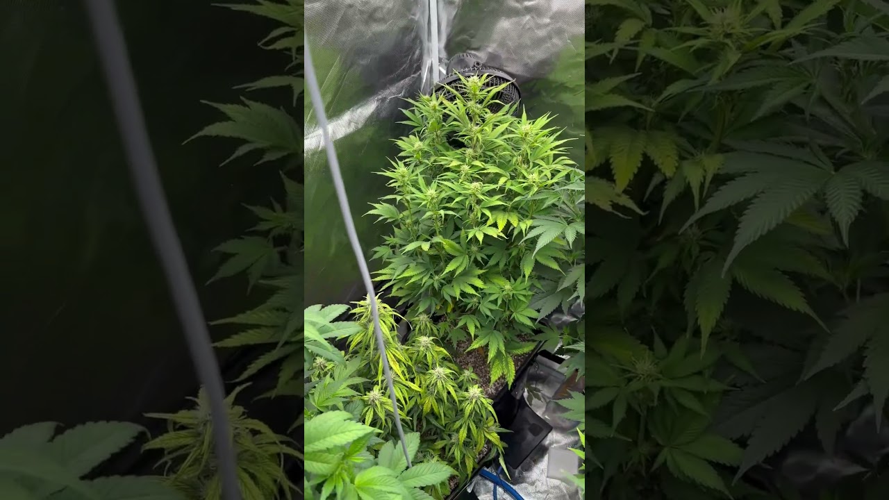 Banana purple Punch Day 41 #plants #garden