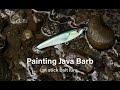 How to paint realistic Java Barb color at stick bait lure