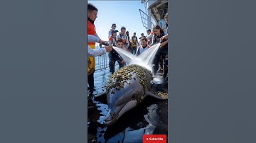 The Ocean Cried for Help 🐋💔 | The Most Emotional Whale Rescue Ever! #animalrescue #wildliferescue ”