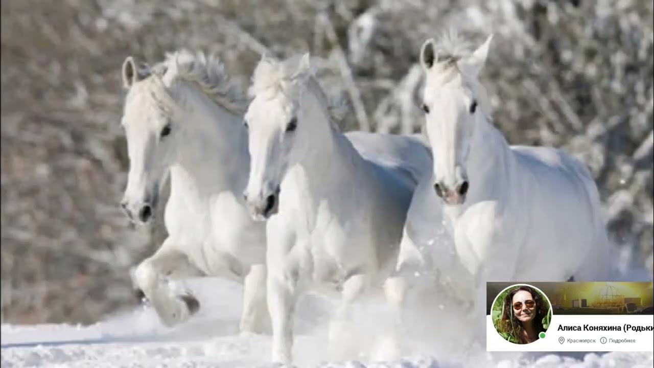 Долина три белых. Три белых коня девочка. Долина три белых. Лариса долина 3 белых коня. Долина три белых.
